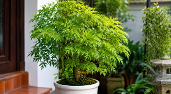 Trồng cây đinh lăng nên đặt ở vị trí nào tốt cho phong thủy?