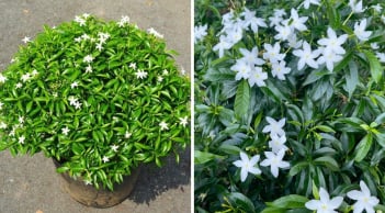 3 vị trí tốt nhất để trồng cây Mai Chiếu Thủy