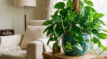 Người thuộc 3 mệnh này trồng cây trầu bà, tài lộc nhân đôi