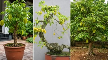 Trồng cây khế phong thủy: Trồng chậu thông thường hay tạo dáng bonsai hay trồng xuống đất cho thật lớn?