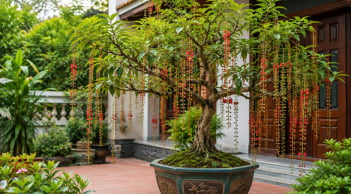 Trồng cây lộc vừng phong thủy trong chậu: Đặt đúng vị trí để cây đẹp, nhà thêm vượng khí