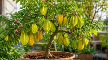Trồng cây khế trong chậu, muốn sai quả phải đặc biệt chú ý điều này