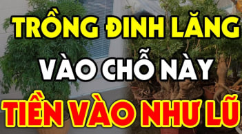 Cây Đinh Lăng trấn giữ của cải đừng trồng linh tinh: Trồng vị trí này tiền vào như nước