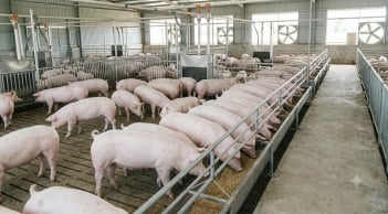 Giá heo hơi hôm nay 28/8: Miền Bắc tiếp tục giảm, thị trường ba miền đi về đâu?