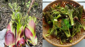 Loại rau dại Việt Nam từng bị bỏ đi, nay thành đặc sản: Có lúc giá lên tới 400.000 đồng/kg