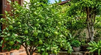 Trồng cây chanh phong thủy nên đặt ở vị trí nào? 4 nơi vừa đẹp nhà vừa được cho là hút tài lộc