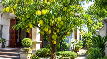 Trồng cây khế phong thủy: Nên trồng trước hay sau nhà để vừa đẹp vừa hút tài lộc?