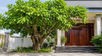3 vị trí tốt nhất trồng cây Sung thu hút tài lộc