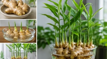 Cách trồng gừng thủy sinh tại nhà để cây xanh tốt, đẻ nhiều nhánh, củ phát triển khỏe