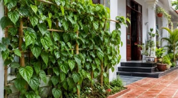 Có nên trồng cây trầu không trước nhà? Người xưa kiêng một điều, nhiều gia đình đang bỏ qua
