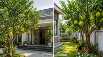 Trồng cây bưởi phong thủy nên trồng trước hay sau nhà? Vị trí nào hút tài lộc, tránh phạm điều kiêng kỵ?
