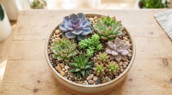 5 lời khuyên quan trọng đối với những người thích trồng sen đá