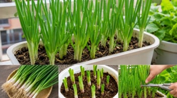 Cách trồng hành lá trong chậu đơn giản, xanh tốt quanh năm, tránh sai lầm khiến cây vàng úa