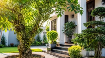 Trồng cây sung phong thủy nên trồng trước hay sau nhà? Vị trí nhiều người chọn sai