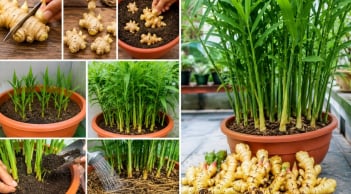 Cách trồng gừng trong chậu để gừng đẻ nhiều nhánh, nhiều củ