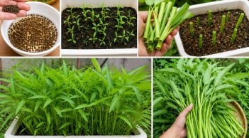 Cách trồng rau muống trong chậu dễ dàng, thu hái quanh năm