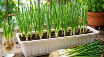 Cách trồng hành lá từ gốc bỏ đi, mẹo để có chậu hành xanh tốt quanh năm