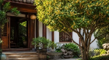 Lưu ý cho những ai thích trồng cây mộc hương trước nhà
