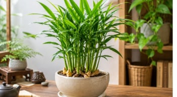 Vì sao nhiều người thích trồng gừng làm cây cảnh, không chỉ để lấy củ