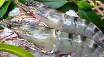 Khi đi chợ nên chọn tôm vỏ trắng hay tôm vỏ xanh sẽ ngon hơn?