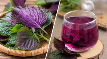 Uống nước tía tô hay ăn lá tía tô tốt hơn?