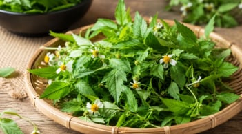 Cỏ xuyến chi hóa ra lại là một loại rau dùng được cả thân mà nhiều người chưa biết