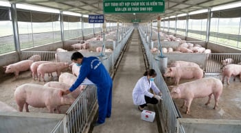 Hơn 112.000 tấn thịt lợn giá rẻ đổ vào Việt Nam, giá bình quân chỉ 43.000 đồng/kg