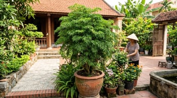 Nhà nào trồng cây đinh lăng cũng nên biết 4 điều này, dùng đúng thì tiện ích, dùng sai dễ phản tác dụng