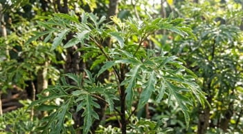 Tin vui cho những nhà đang trồng cây đinh lăng