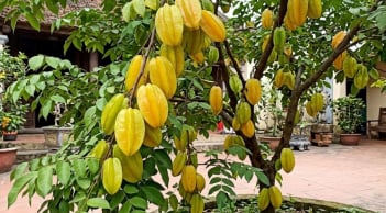 Tin vui cho những nhà đang trồng cây khế