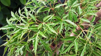 Cây đinh lăng hợp mệnh nào nhất?