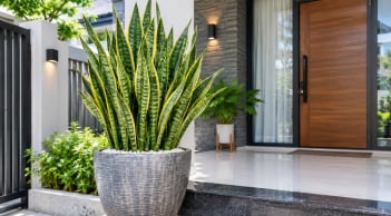 Tin vui cho những gia đình đang trồng cây Lưỡi Hổ