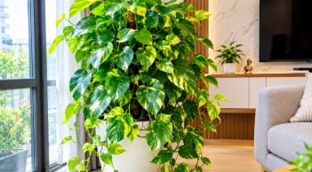 Tin vui cho những gia đình đang trồng cây Trầu Bà