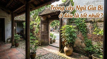 Trồng cây Ngũ Gia Bì ở đâu là tốt nhất?