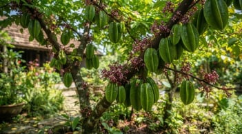 Trồng khế nên chọn khế chua hay khế ngọt sẽ tốt hơn?
