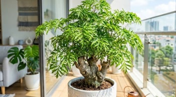 Người mệnh nào hợp trồng cây đinh lăng nhất?