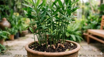 Trồng cây gừng ở đâu tốt nhất?
