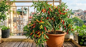 3 vị trí trồng cây ớt giúp thu hút tài lộc vào nhà