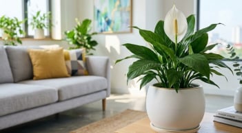 Người mệnh nào hợp trồng cây lan ý?