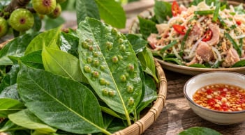 Có nên ăn lá sung có nốt sần không? Sự thật về loại lá dân dã nhiều người vẫn dùng