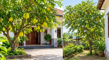 Trồng cây khế trước hay sau nhà tốt hơn? Người xưa có một lựa chọn đáng lưu ý