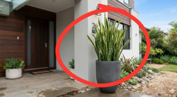 Trồng cây Lưỡi Hổ ở đâu tốt nhất?