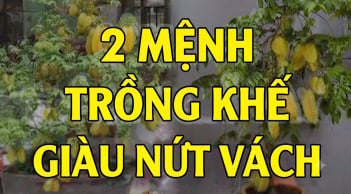 2 mệnh trồng khế hút tài lộc vào nhà: Cây càng xanh người càng giàu có
