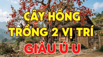 2 vị trí trồng hồng hút tài lộc vào nhà: Ai không biết thật đáng tiếc