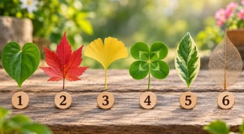 Bạn chọn chiếc lá nào để xem điều gì sẽ giúp cuộc sống tươi mới hơn