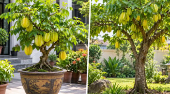 Trồng cây khế cảnh phong thủy: Nên để trong chậu hay trồng thẳng xuống sân vườn để hút tài lộc?