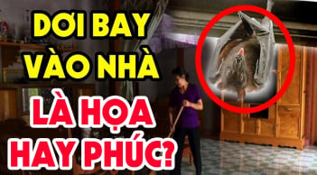 3 con vật vào nhà mang tới may mắn