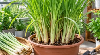Cách trồng cây sả trong chậu để đẻ nhiều nhánh, trồng 1 lần thu hái nhiều năm