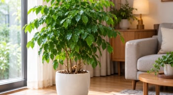 Trồng cây hạnh phúc trong nhà có tốt không? 5 điều người đang trồng nên biết