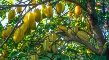 Trồng khế nên trồng khế chua hay khế ngọt